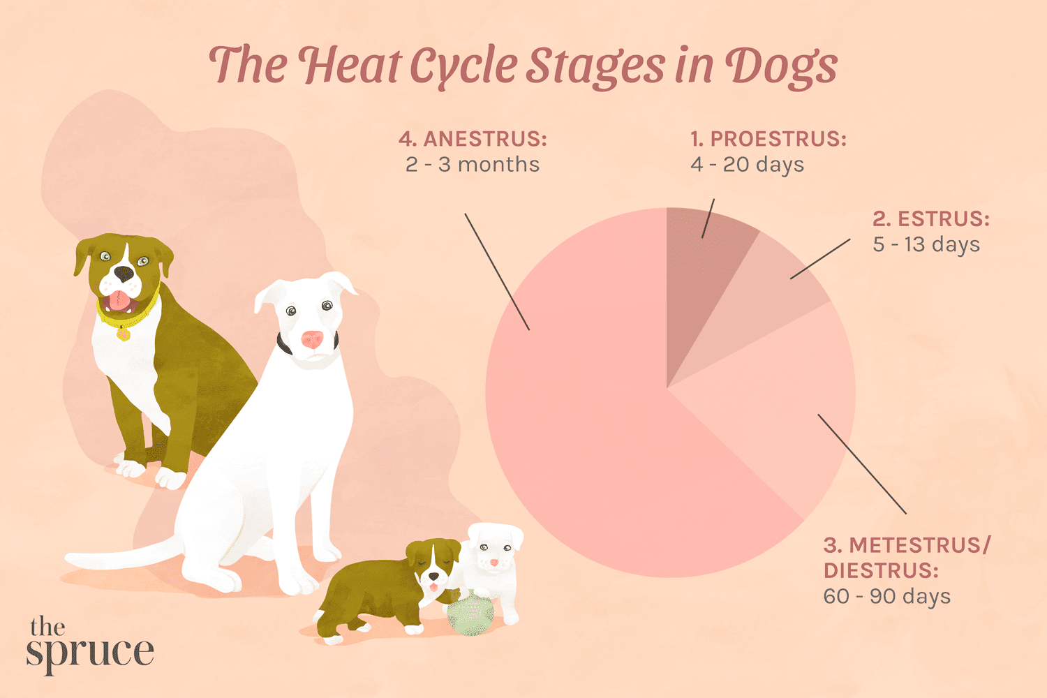 Quanto tempo dura um ciclo de calor de cães?