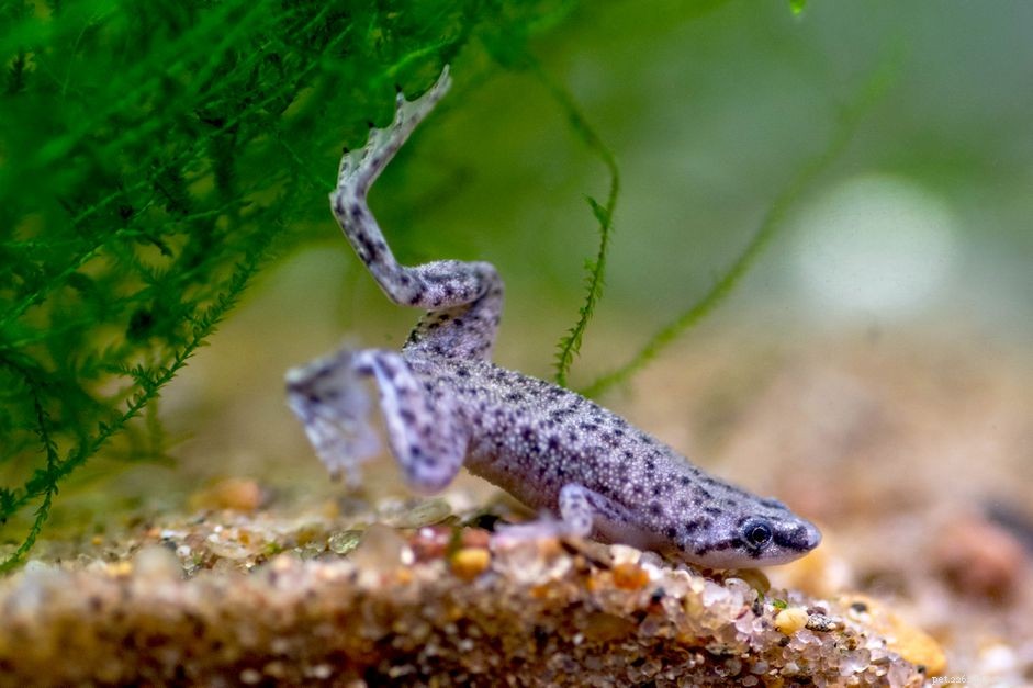 Карликовая когтистая лягушка:профиль вида