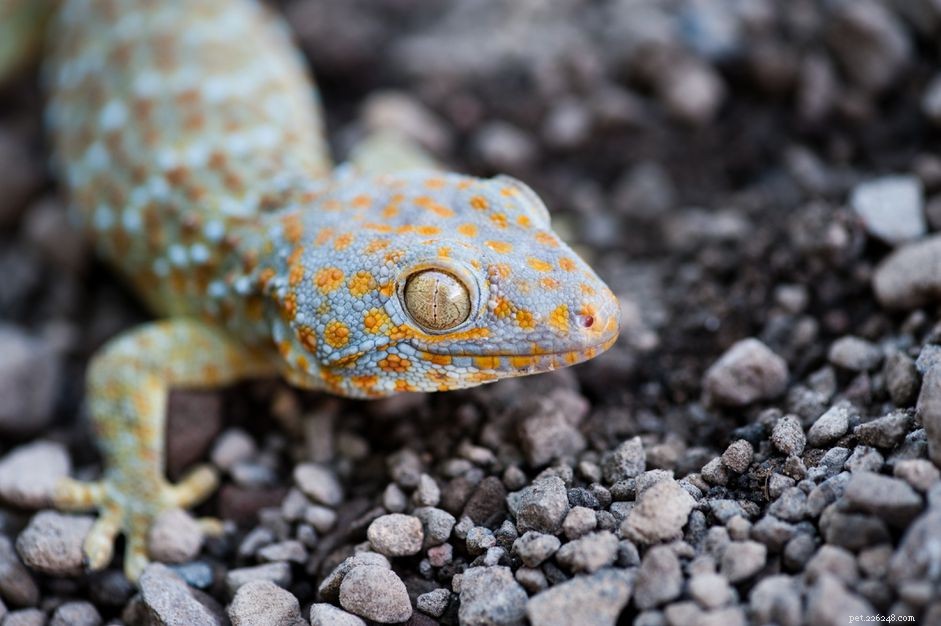 Gecko tokay :profil d espèce