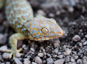 Tokay Gecko:perfil da espécie