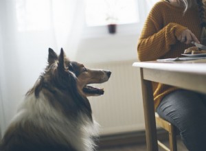 5 alimentos comuns em sua despensa que não são seguros para seus animais de estimação