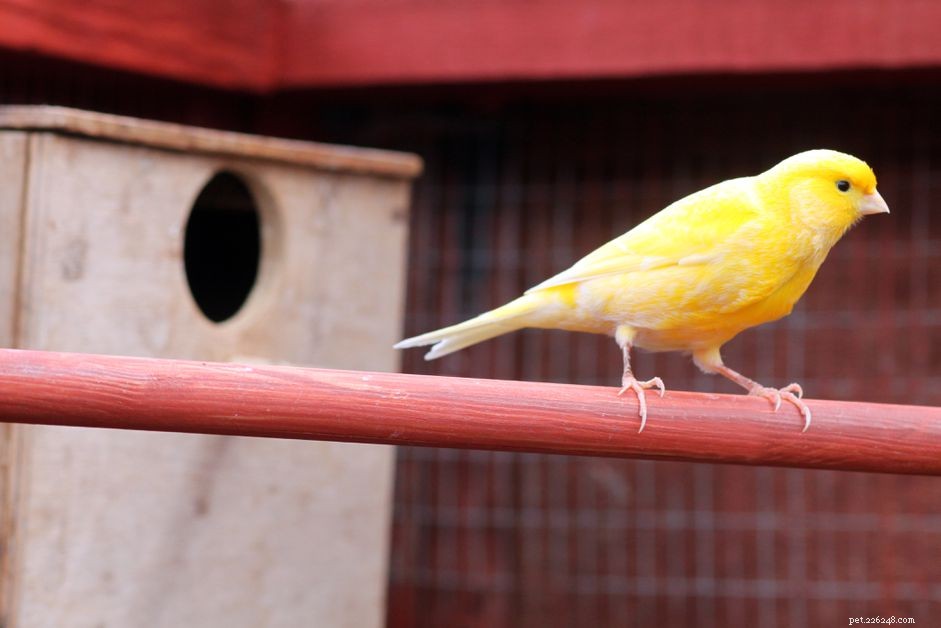 Canari :Profil des espèces d oiseaux