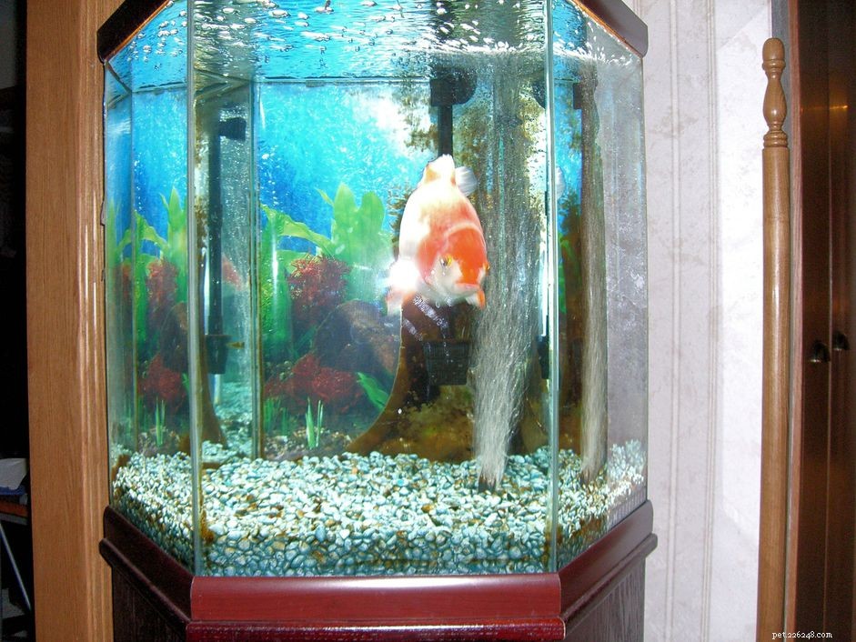 Is de breedte van het aquarium van belang?