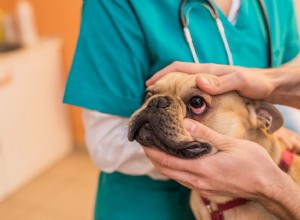 犬の結膜炎を治療する方法 