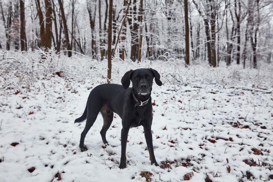 Hur du håller din hund säker och varm på vintern