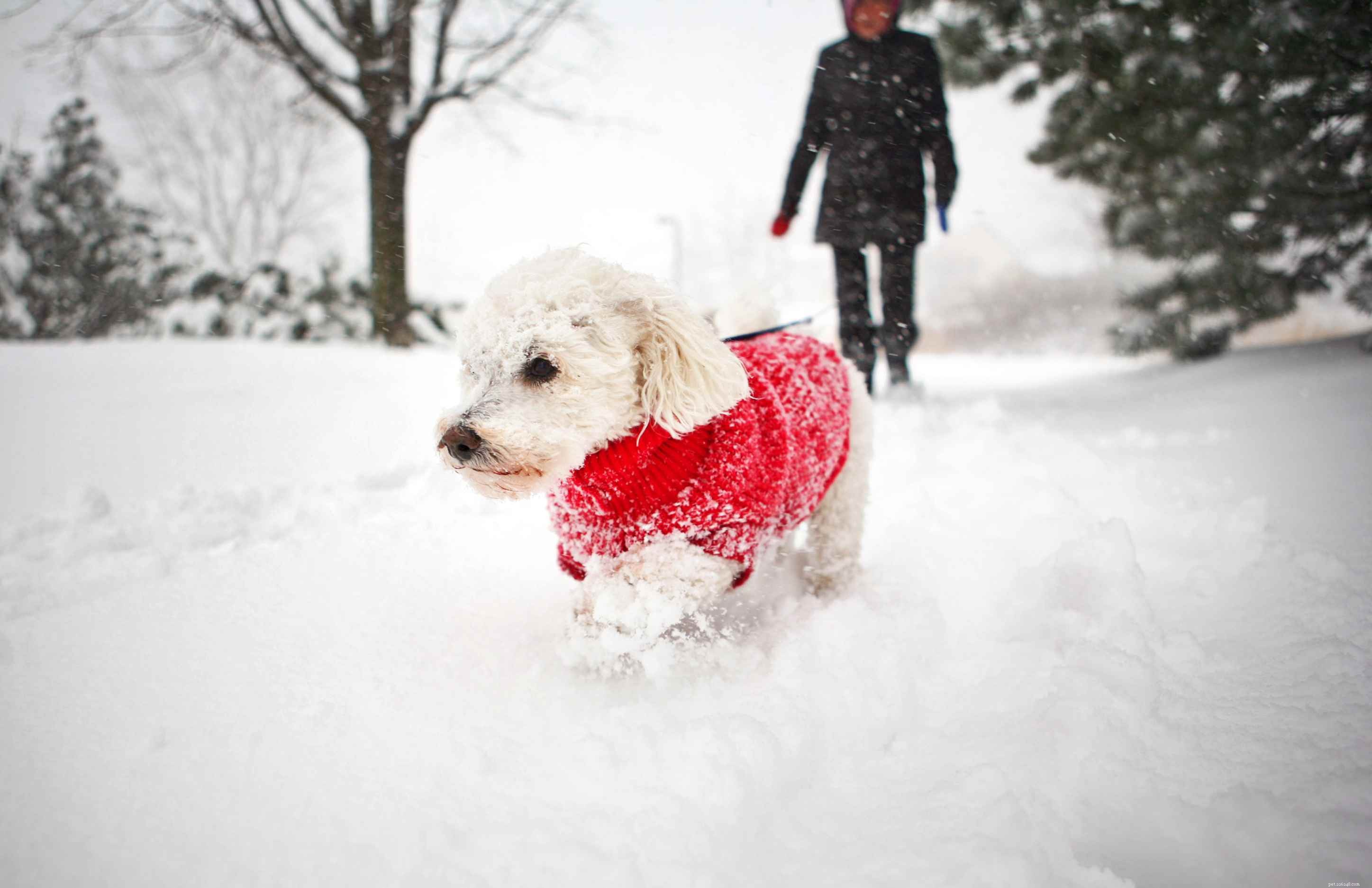 Как обеспечить тепло и безопасность вашей собаки зимой