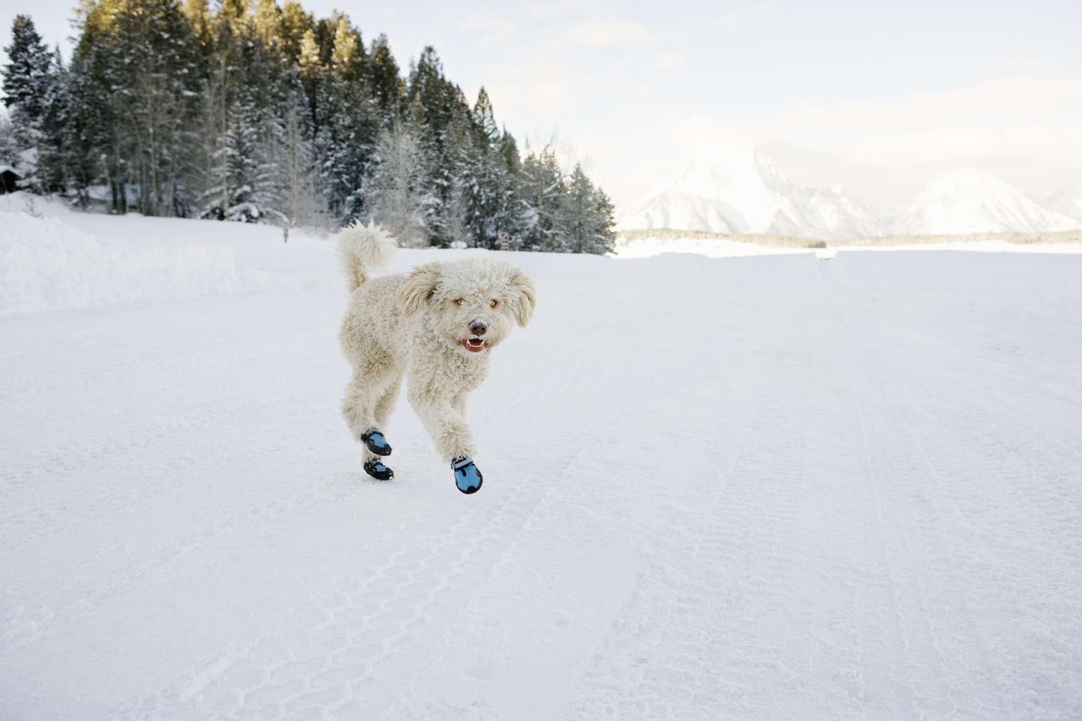 冬にあなたの犬を安全で暖かく保つ方法 