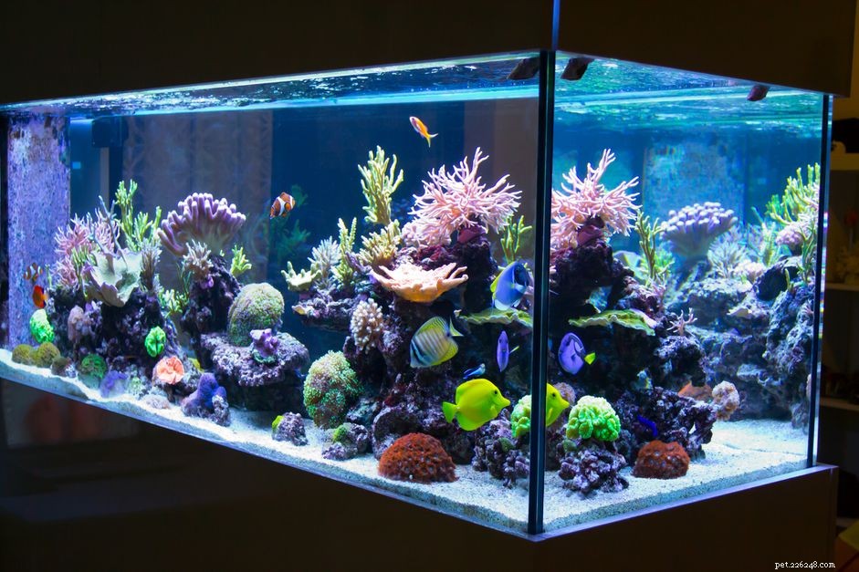 Основы освещения аквариума:пример использования светодиодных светильников