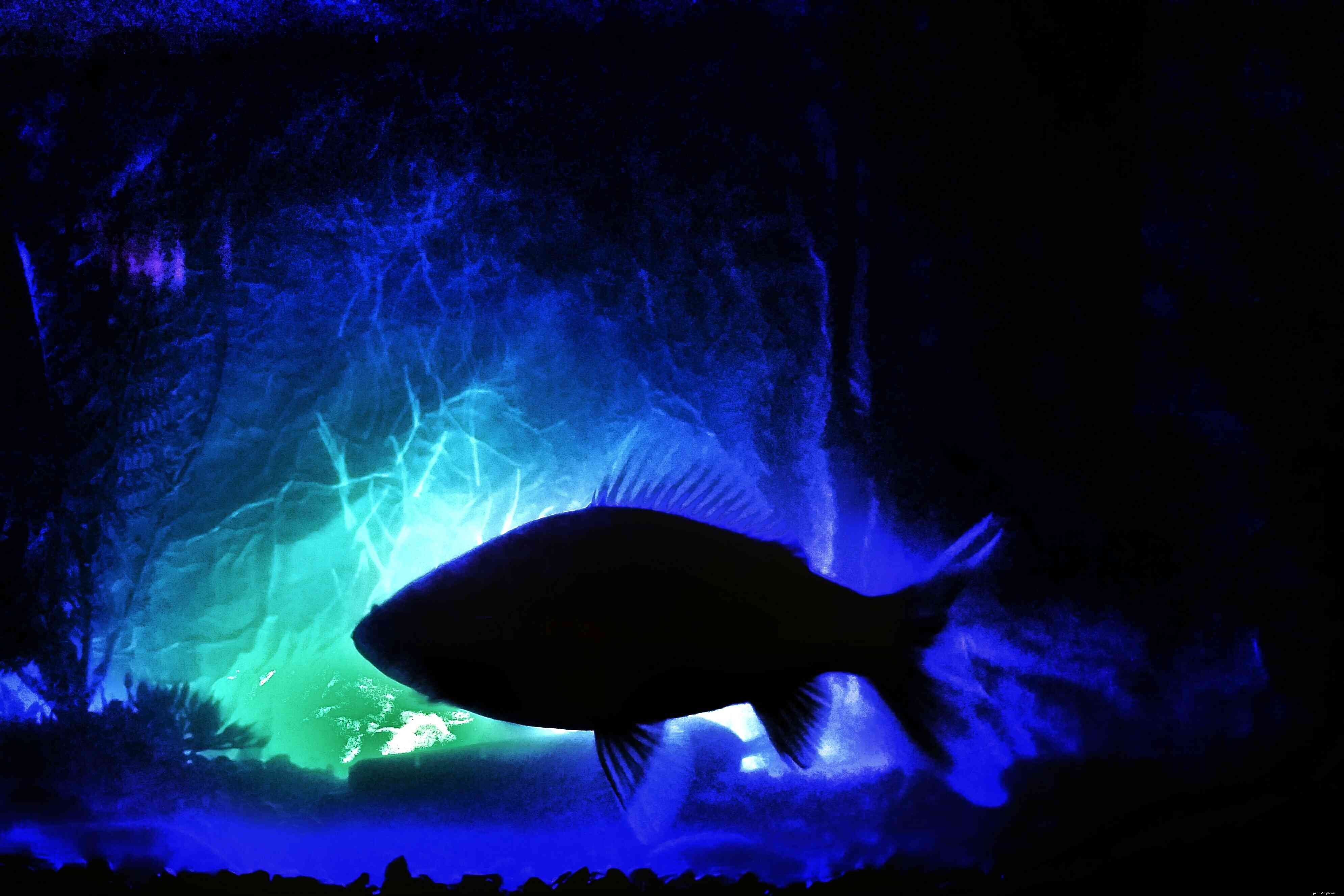 Основы освещения аквариума:пример использования светодиодных светильников