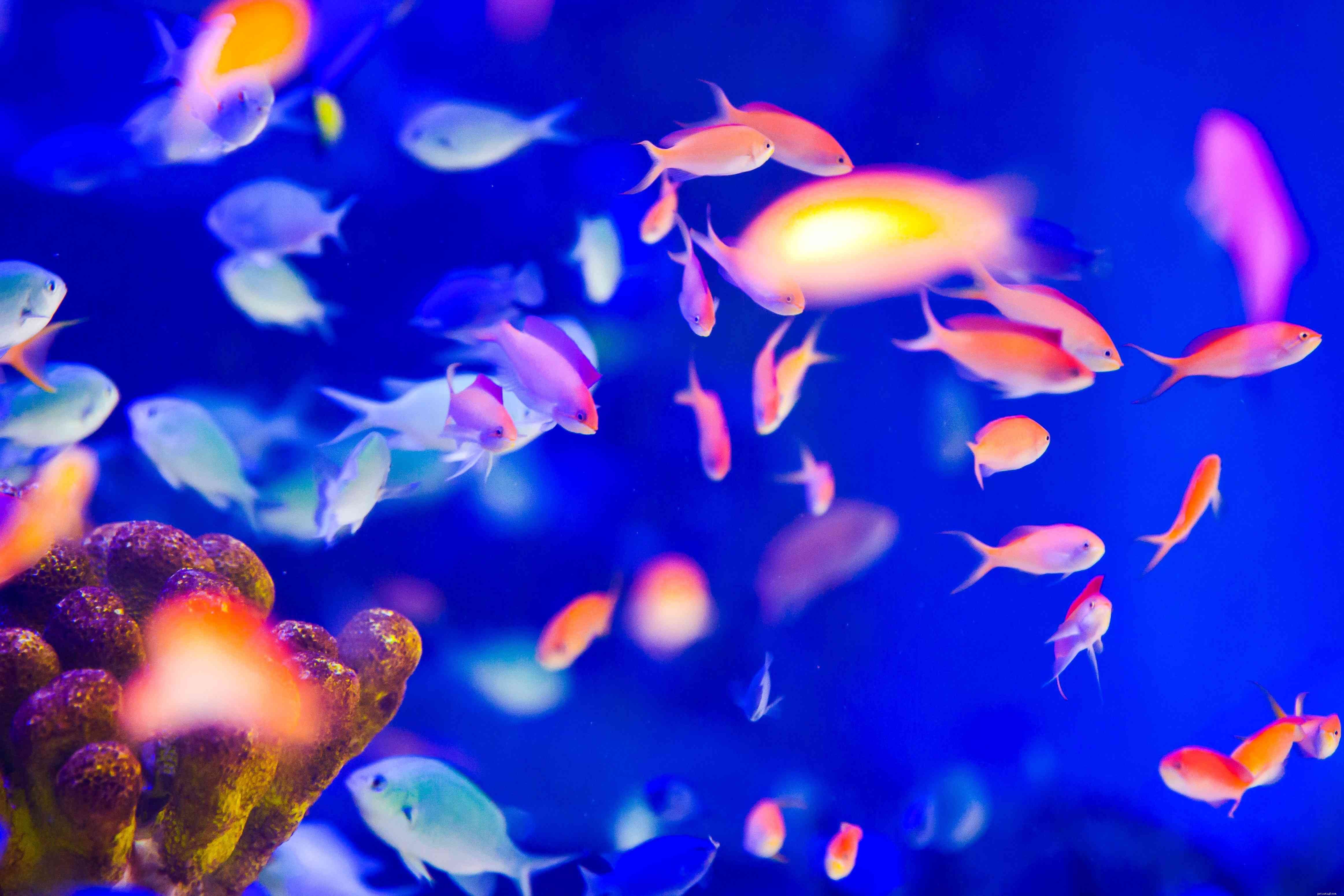 Noções básicas de iluminação de aquário:o caso para luminárias de LED
