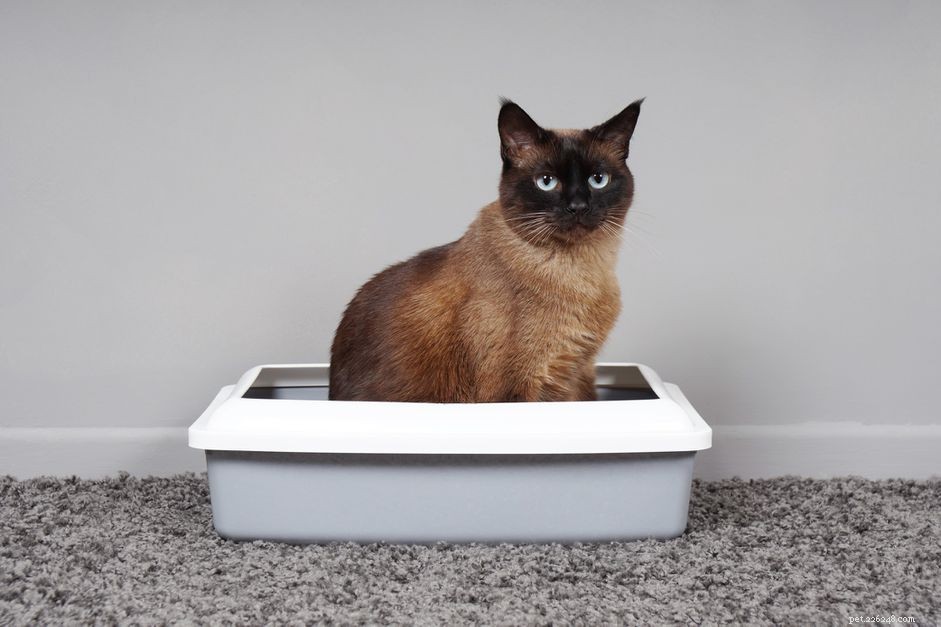 Как решить распространенные проблемы с туалетом у кошек