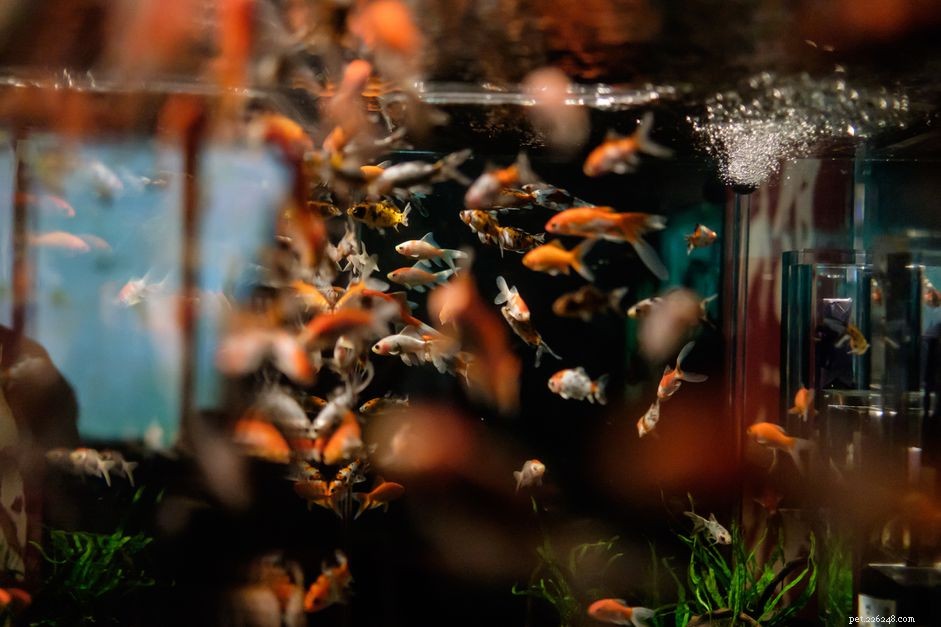 Élevage de poissons d aquarium, conseils d élevage de base pour les débutants