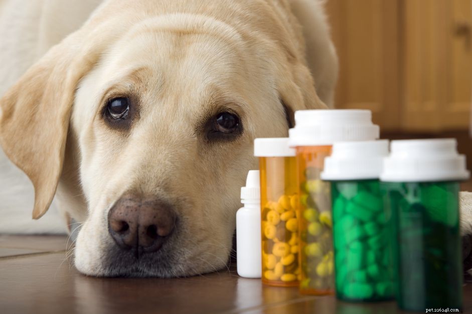 Efeitos colaterais de antibióticos em cães