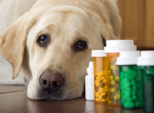 犬における抗生物質の副作用 