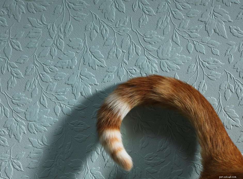 Capire il discorso sulla coda di gatto
