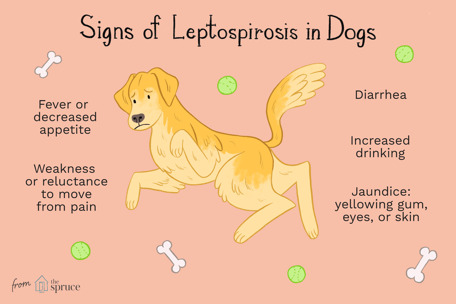 Leptospiros hos hundar