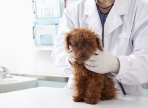 Leptospiróza u psů