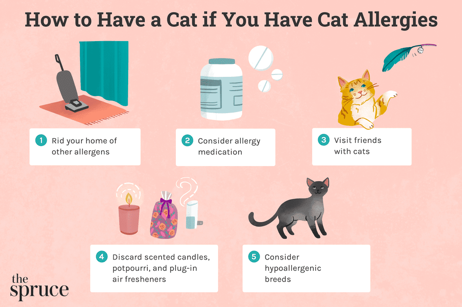 Como ter um gato se você tiver alergia a gatos