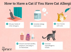 고양이 알레르기가 있는 경우 고양이를 키우는 방법