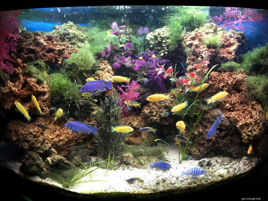 Maladies des poissons d aquarium d eau douce