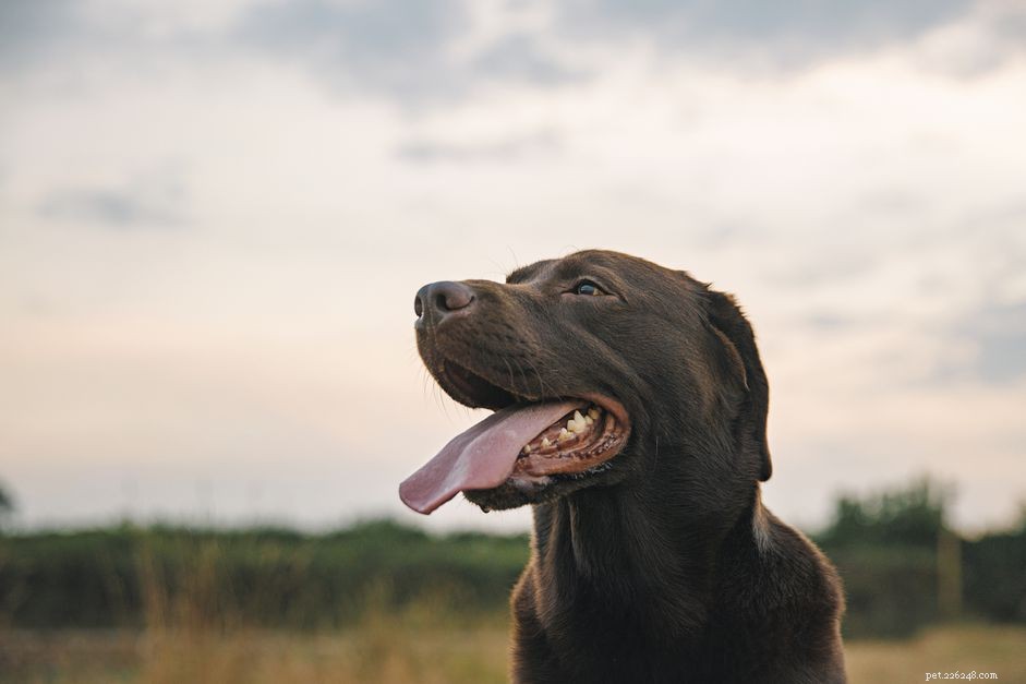 Zijn hondenmonden schoner dan mensenmonden?