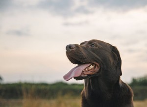 Jsou psí tlama čistší než lidská?