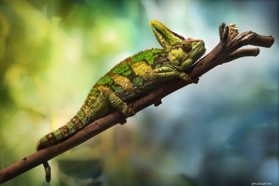 Jak se starat o chameleony zahalené mazlíčky