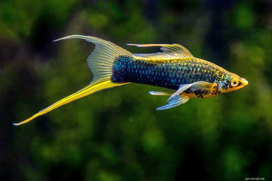 Profilo delle specie di pesci a coda di spada