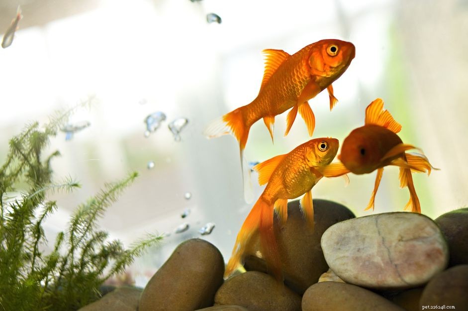 Comment traiter les troubles de la vessie natatoire chez les poissons d aquarium