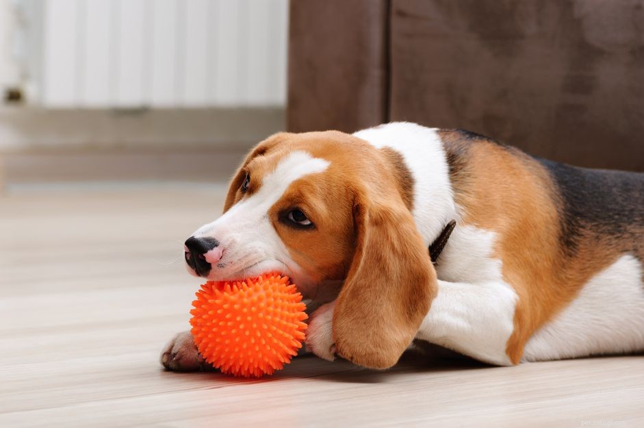 Waarom houden honden van piepend speelgoed?