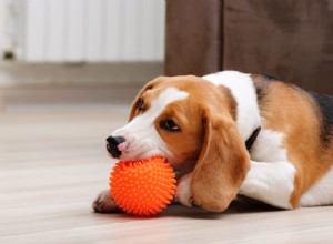 개가 삐걱거리는 장난감을 좋아하는 이유는 무엇입니까?