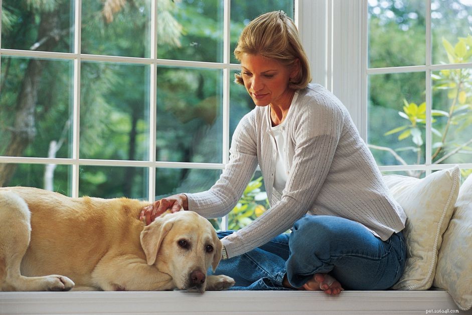 Comment traiter la dysplasie de la hanche chez le chien