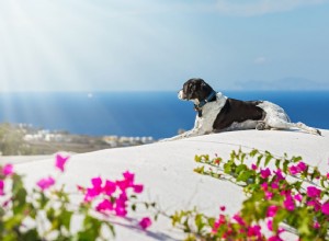 40 jmen řeckých psů