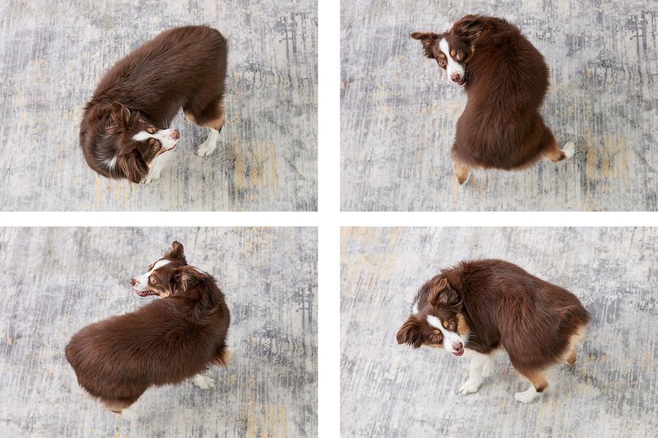 Hur du tränar din hund att snurra