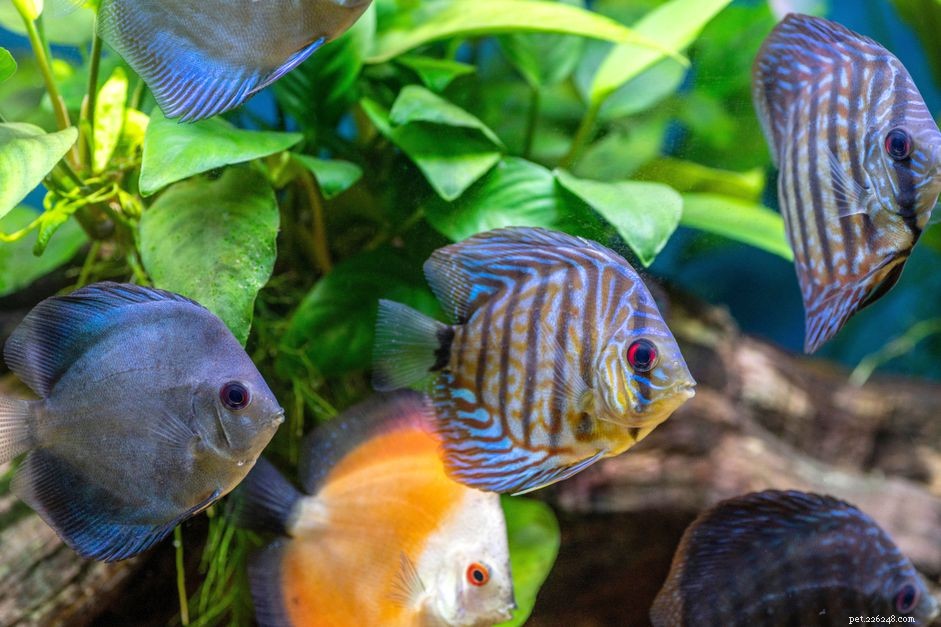 Richtlijnen voor het vullen van uw aquarium