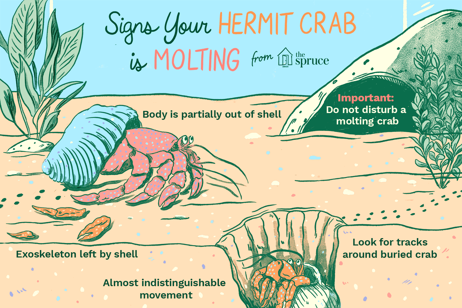 Signes de mue du crabe ermite