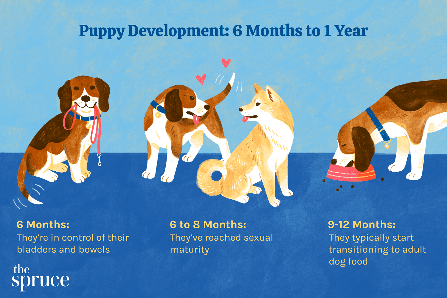 Puppy-ontwikkeling van 6 maanden tot 1 jaar
