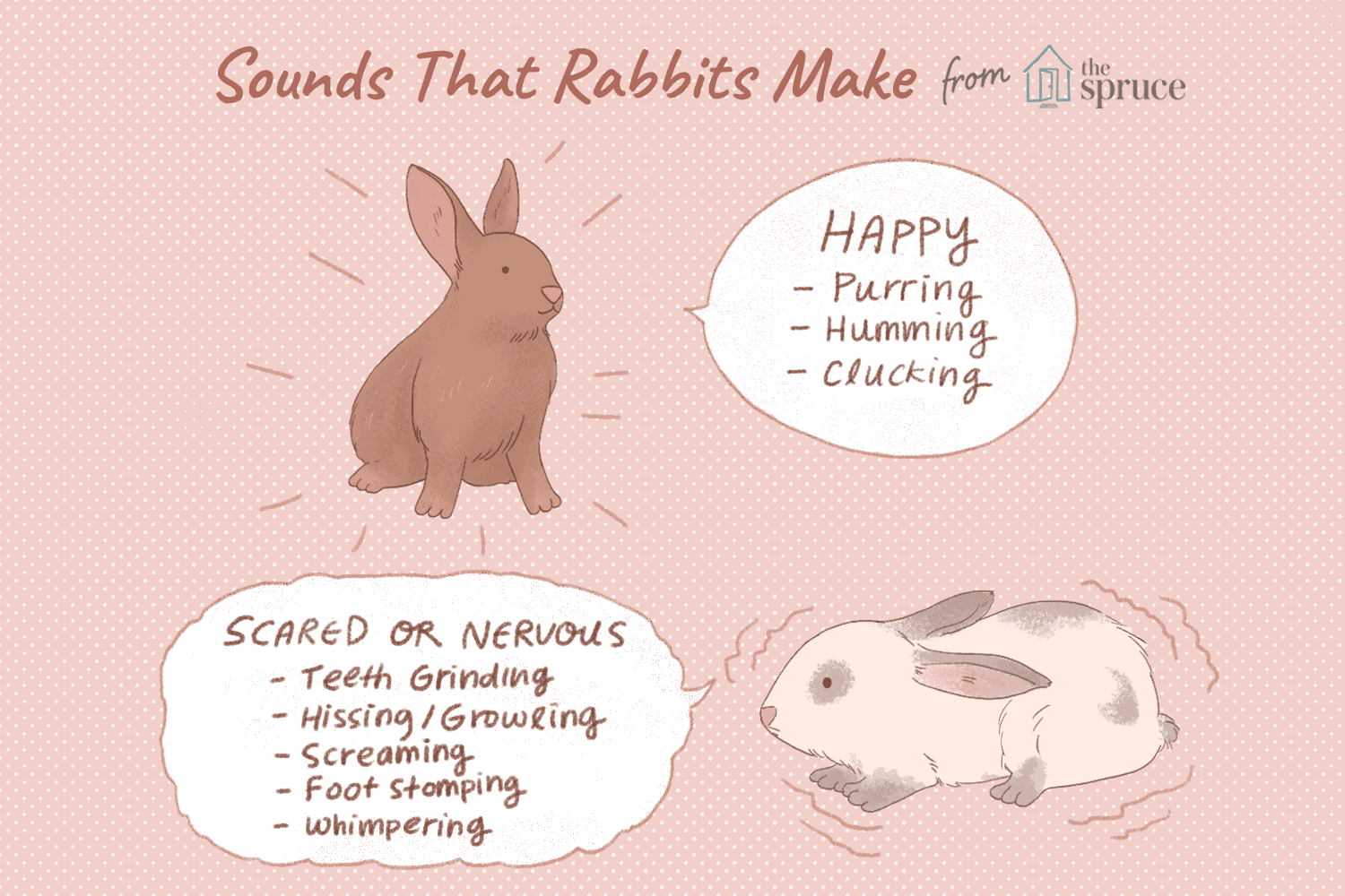 10 ljud som kaniner gör och vad de betyder