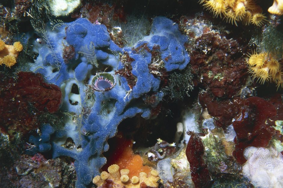 Причины появления красных слизистых водорослей в аквариуме и решения