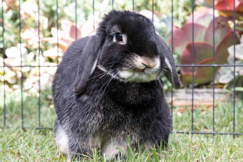 10 geluiden die konijnen maken en wat ze betekenen