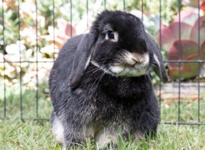 10 звуков, которые издают кролики и что они означают