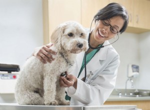 Sopros cardíacos em cães