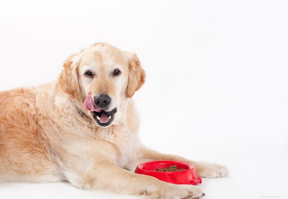 Hoe lang duurt het voordat een hond voedsel verteert?