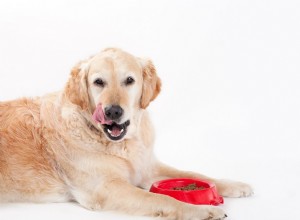Jak dlouho trvá psovi strávit potravu?