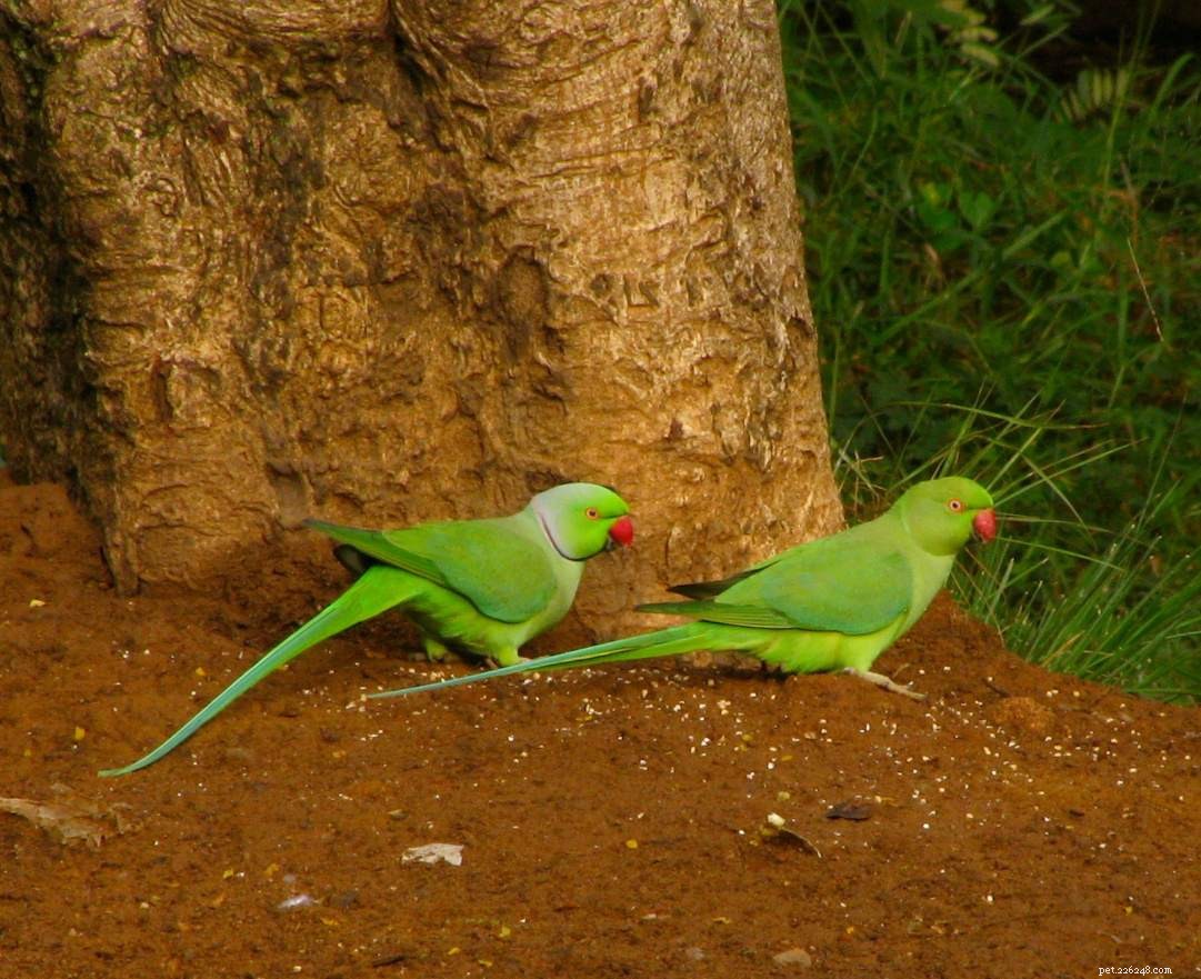 Indisk ringhalsparakit (rosringad parakit):Fågelartsprofil
