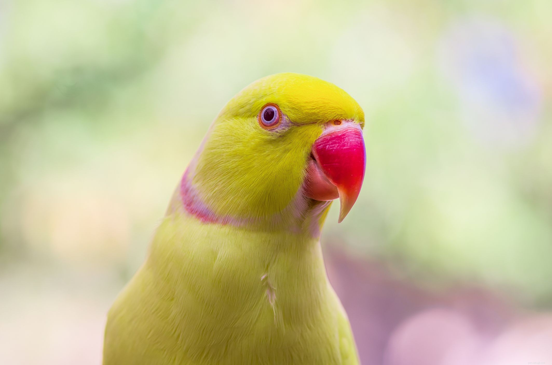 Индийский кольцевидный попугай (розовокольчатый попугай):профиль видов птиц