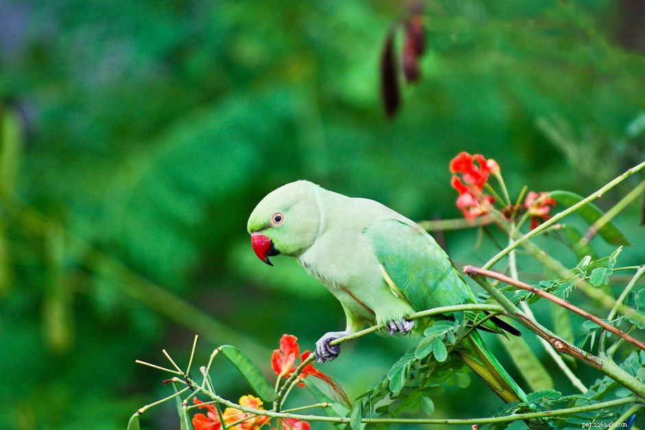 Perruche à collier indien (perruche à collier rose) :profil d espèce d oiseau