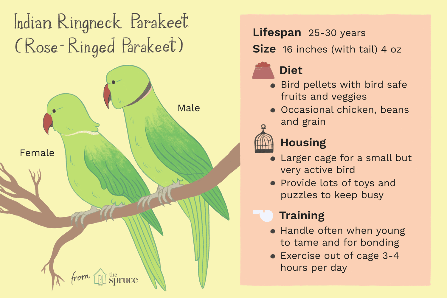 Индийский кольцевидный попугай (розовокольчатый попугай):профиль видов птиц