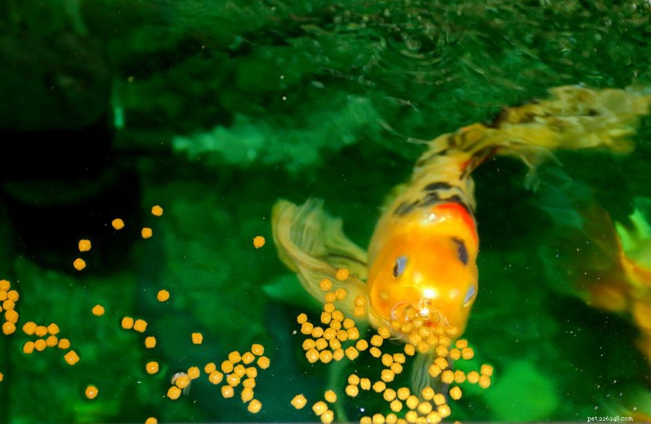 Uw aquariumvissen het juiste soort voer geven