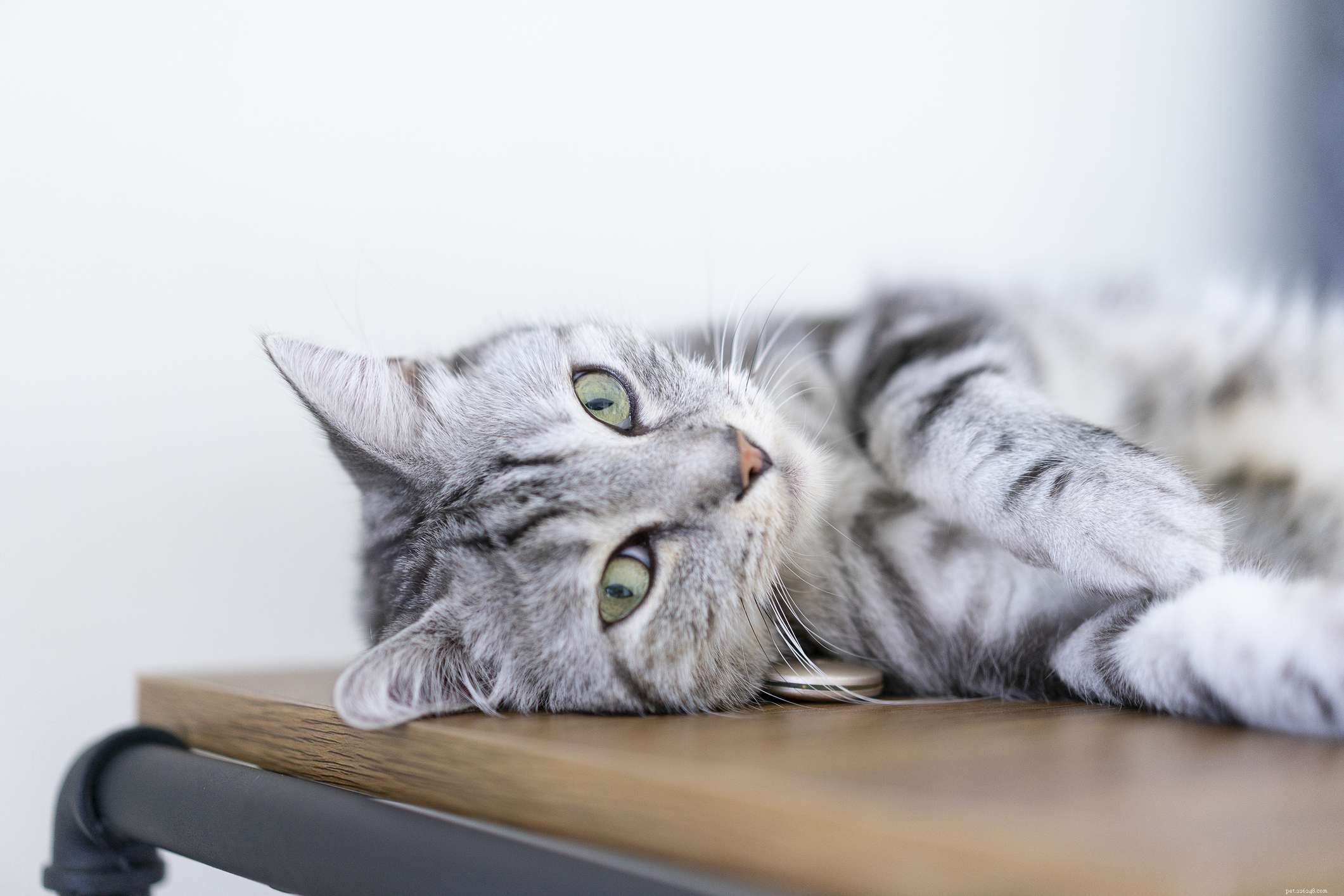 10 raças de gatos que são as mais carinhosas